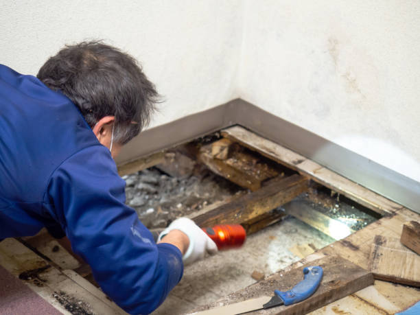 Best Bathroom Mold Remediation in Bentonville, AR