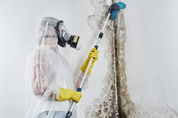 Best Mold Remediation for Specific Building Types in Bentonville, AR