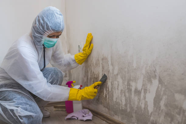 Best Insurance-Related Mold Remediation in Bentonville, AR