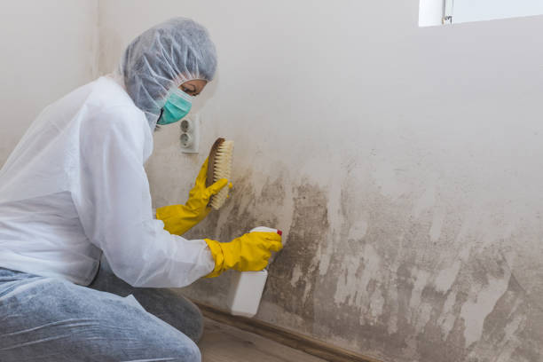 Best Residential Mold Remediation in Bentonville, AR