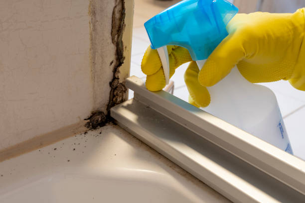 Best Emergency Mold Remediation in Bentonville, AR