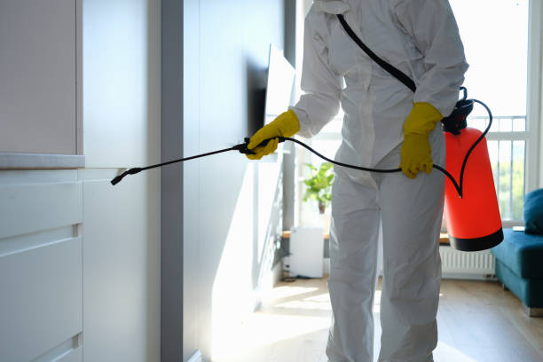 Best Basement Mold Remediation in Bentonville, AR