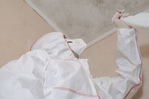 Best Black Mold Remediation in Bentonville, AR