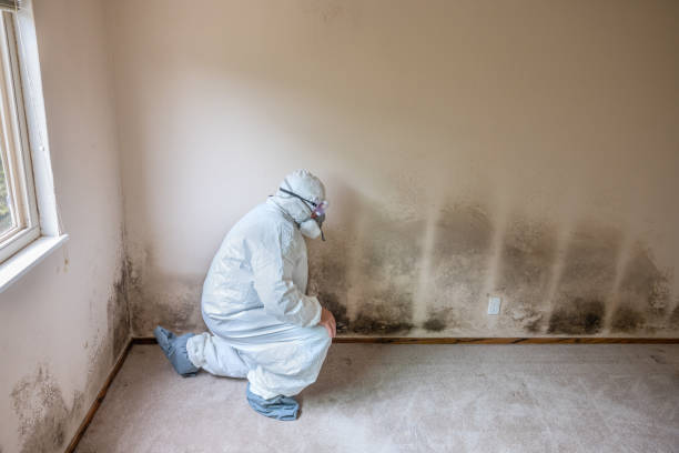 Best Post-Flood Mold Remediation in Bentonville, AR