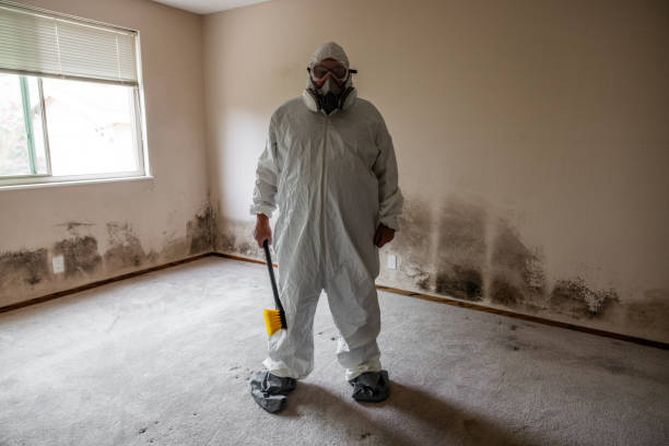 Best Industrial Mold Remediation in Bentonville, AR