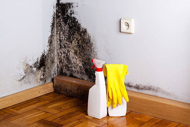 Best Preventive Mold Services in Bentonville, AR